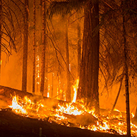west coast wildfires 2021